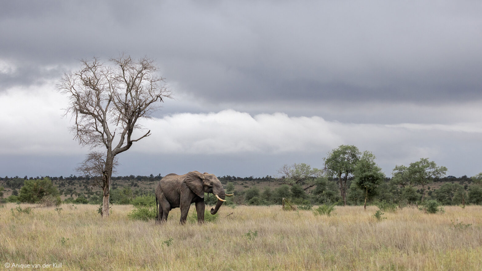 Kruger elephants