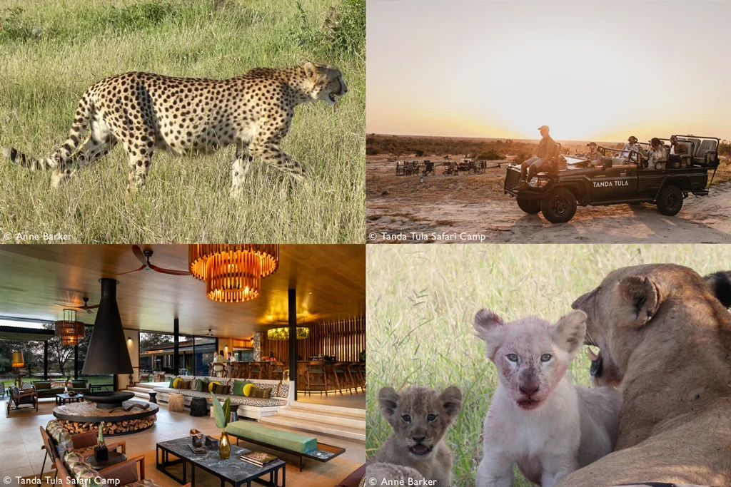 A safari trip to Timbavati