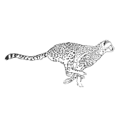 cheetah