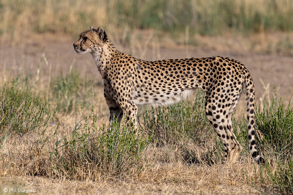 Kgalagadi carnivores