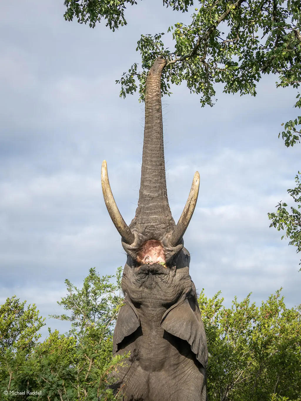 Kruger elephants