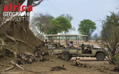 Spotting wild dogs in Lower Zambezi National Park, Zambia