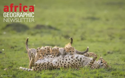 Mom duties can be tiring! Risasi, cheetah of the Mara Triangle, nurses all four cubs while watching for predators. Maasai Mara National Reserve, Kenya.