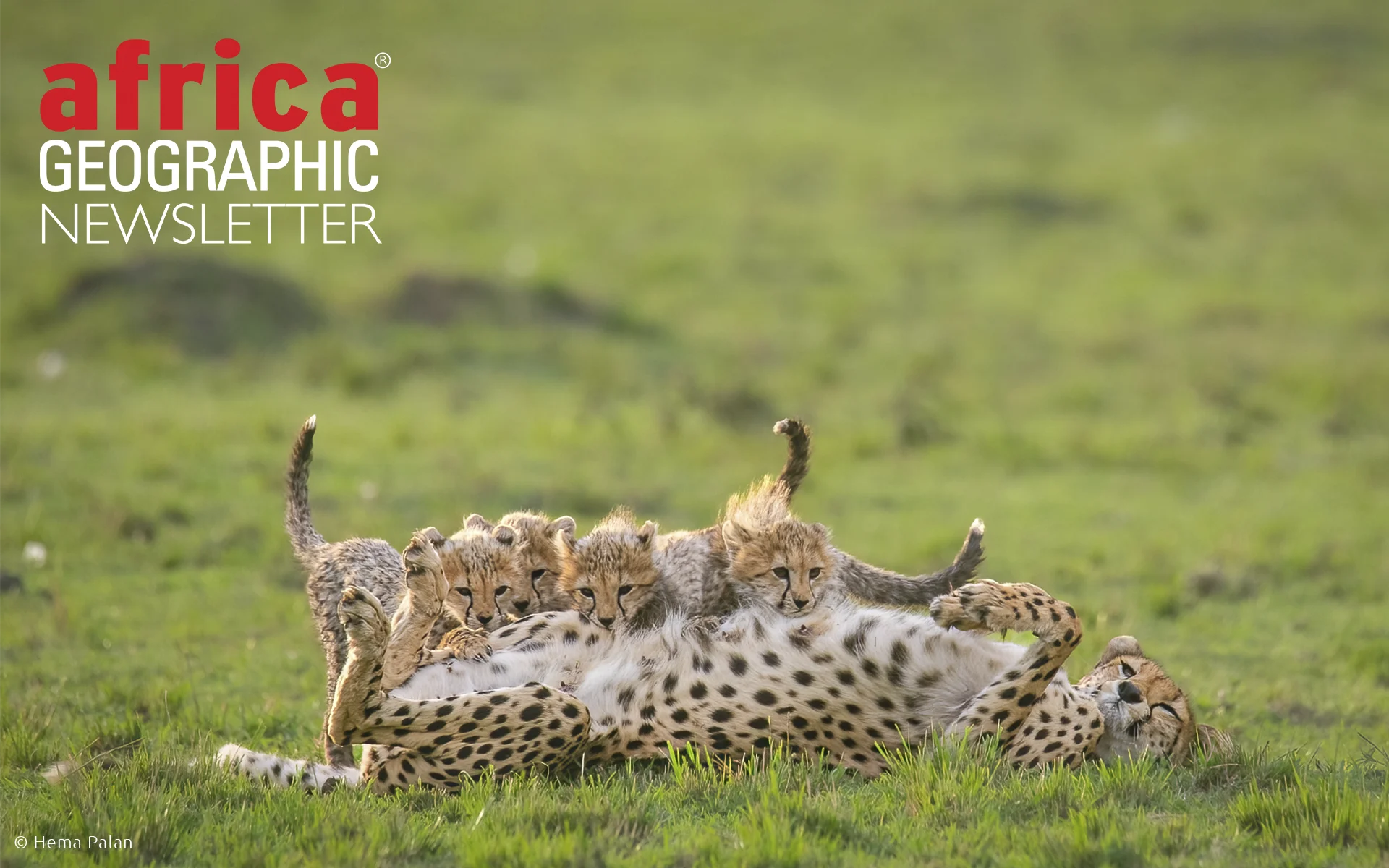 Mom duties can be tiring! Risasi, cheetah of the Mara Triangle, nurses all four cubs while watching for predators. Maasai Mara National Reserve, Kenya.