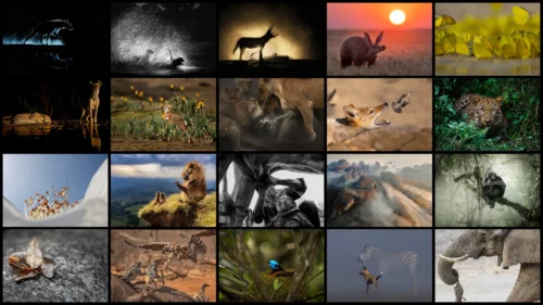 Photographer of The Year 2026 gallery