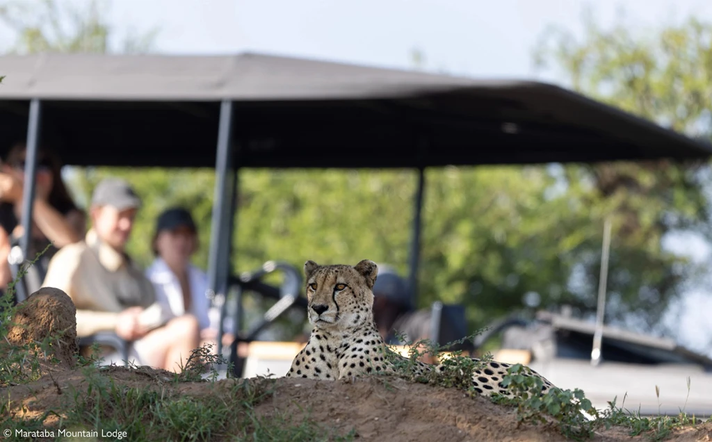 Malaria-free Big 5 safari in South Africa - 9 days