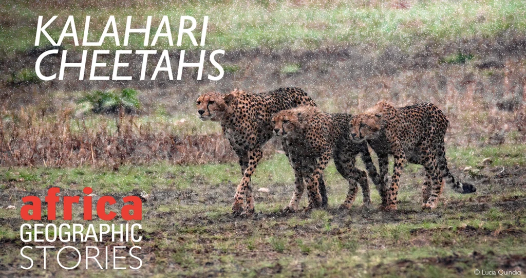Kalahari Cheetahs