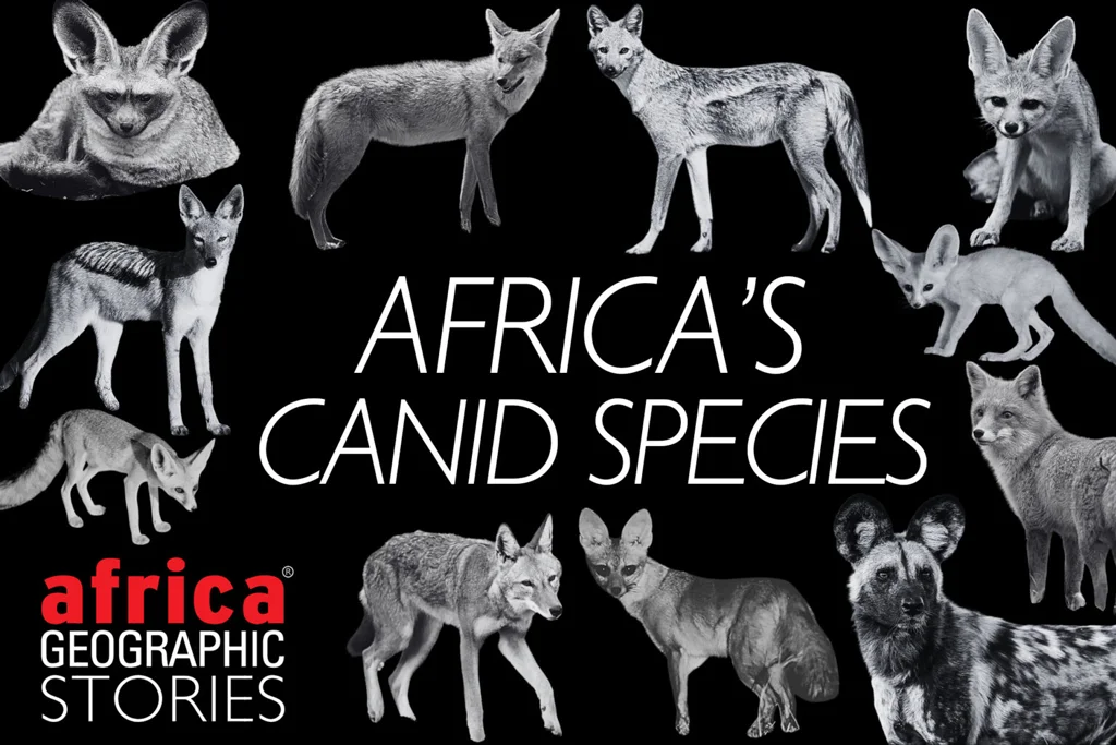 African Canids