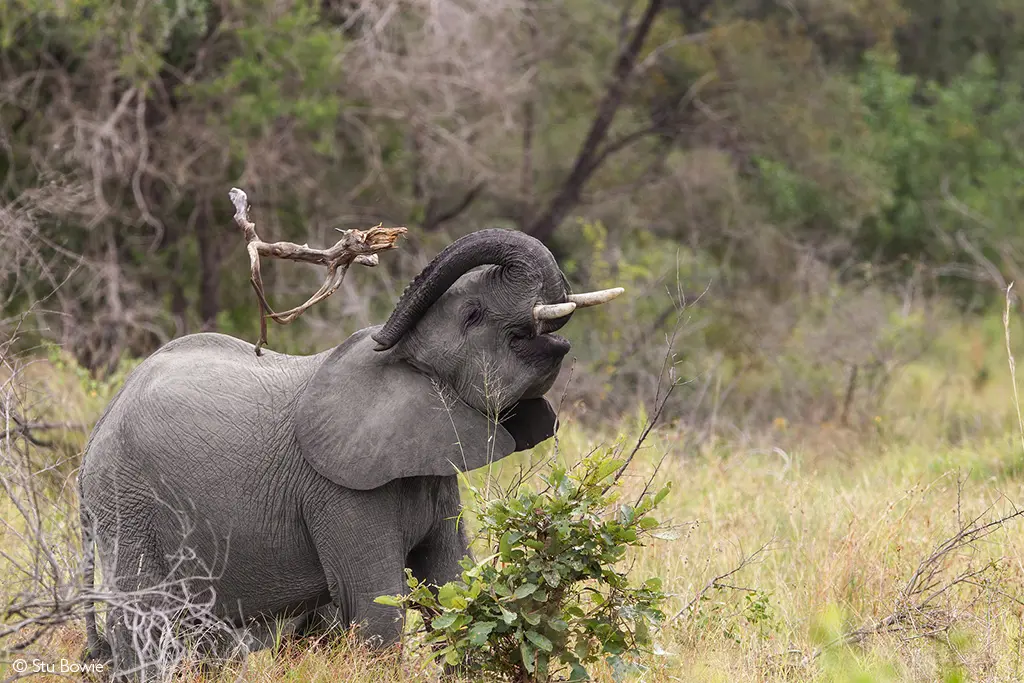 Stu Bowie elephant photo African safari