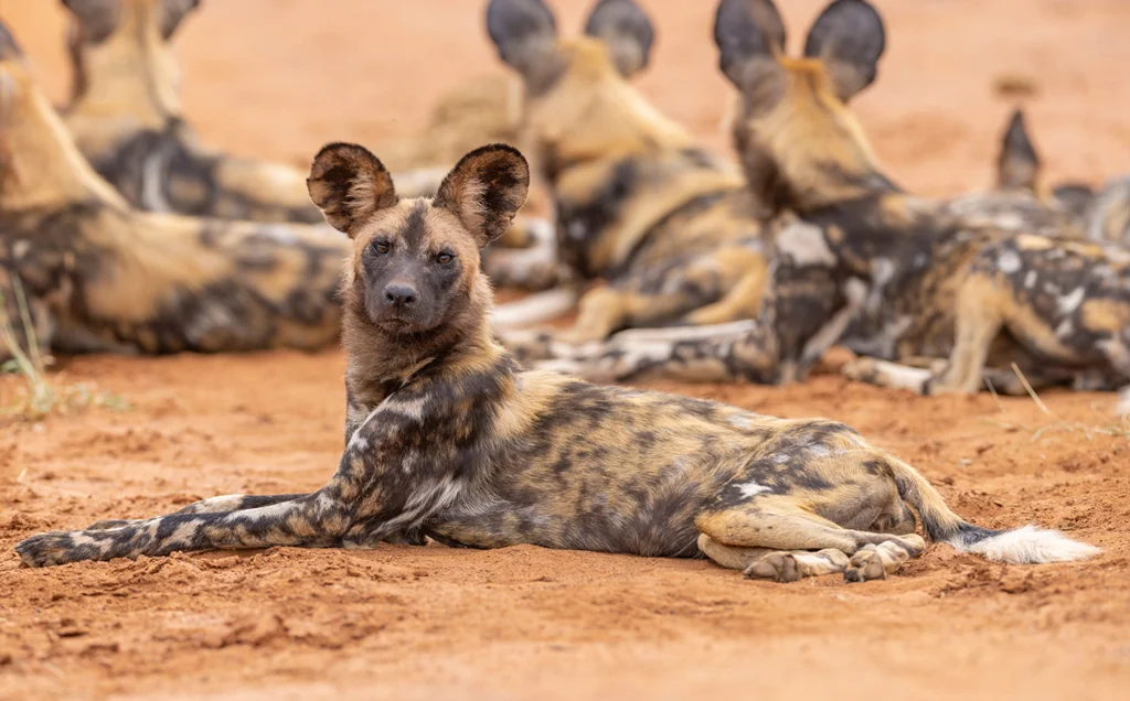 Southern Africa wild dog safari - 11 days