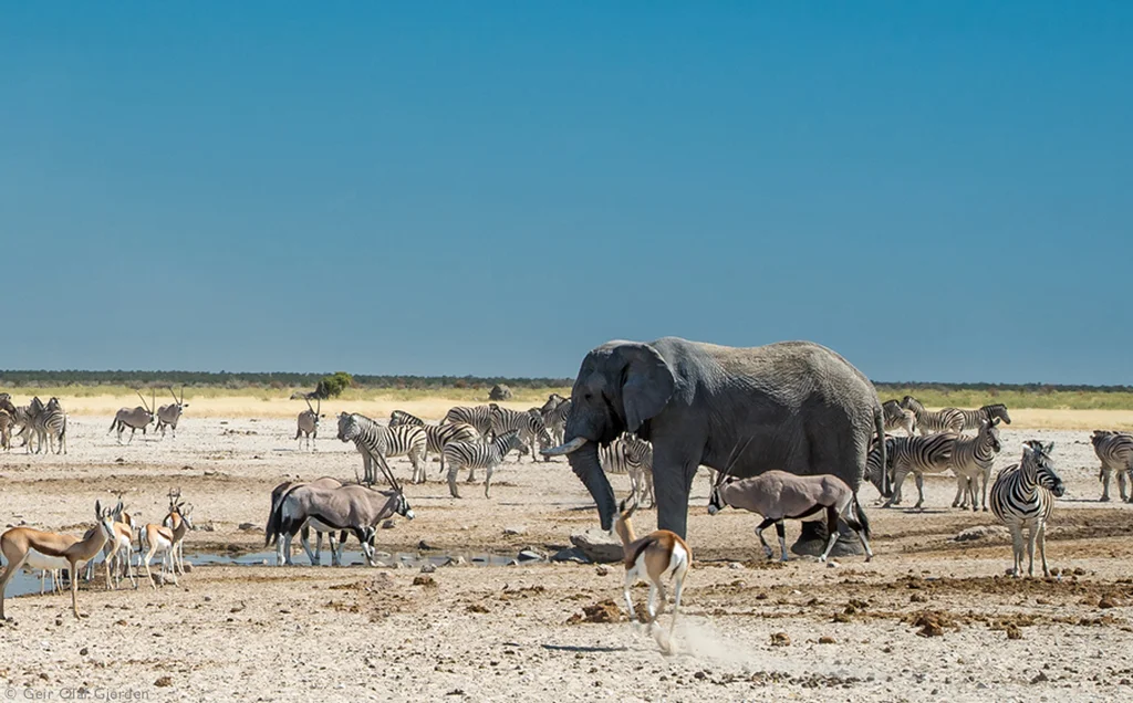 Namibia safari - Sossusvlei to Etosha - 13 days