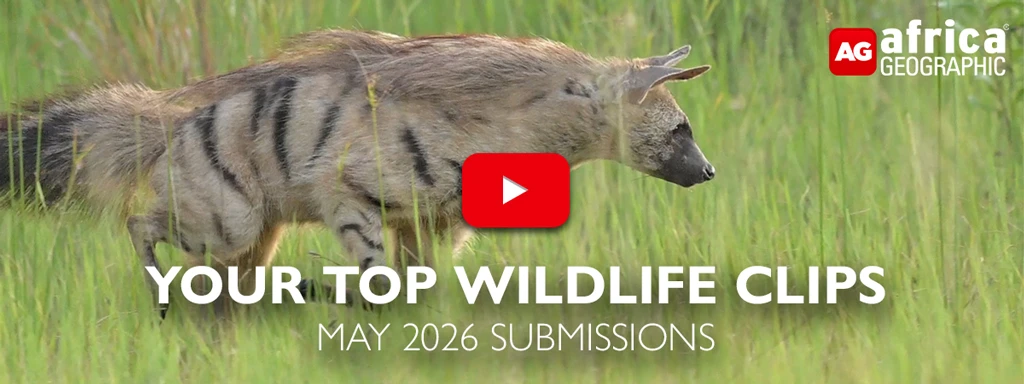 Top Wildlife clips