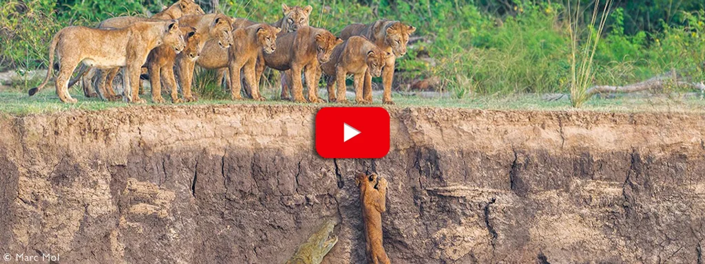  Helpless Lions Watch Crocodiles and Hippos Catch their Brave Cub