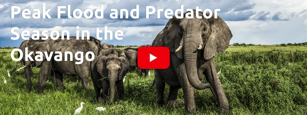 Peak flood and predator season in the Okavango