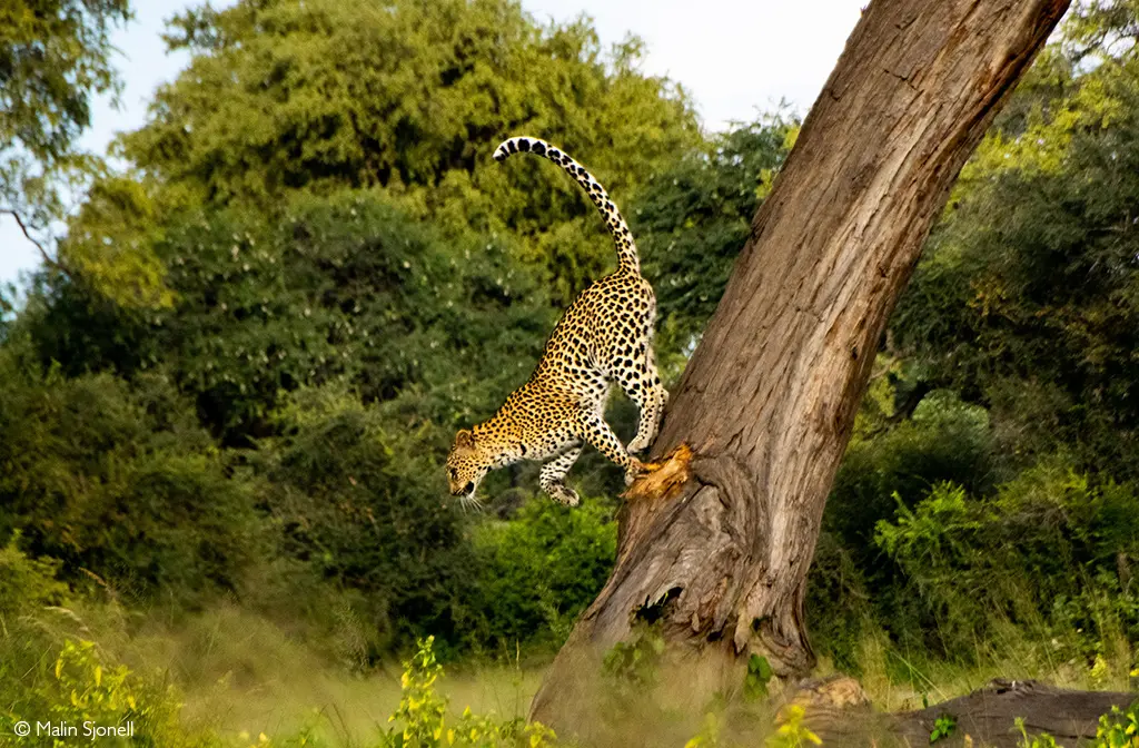 safaris leopard