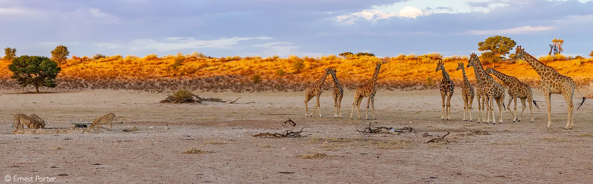 Kalahari cheetah