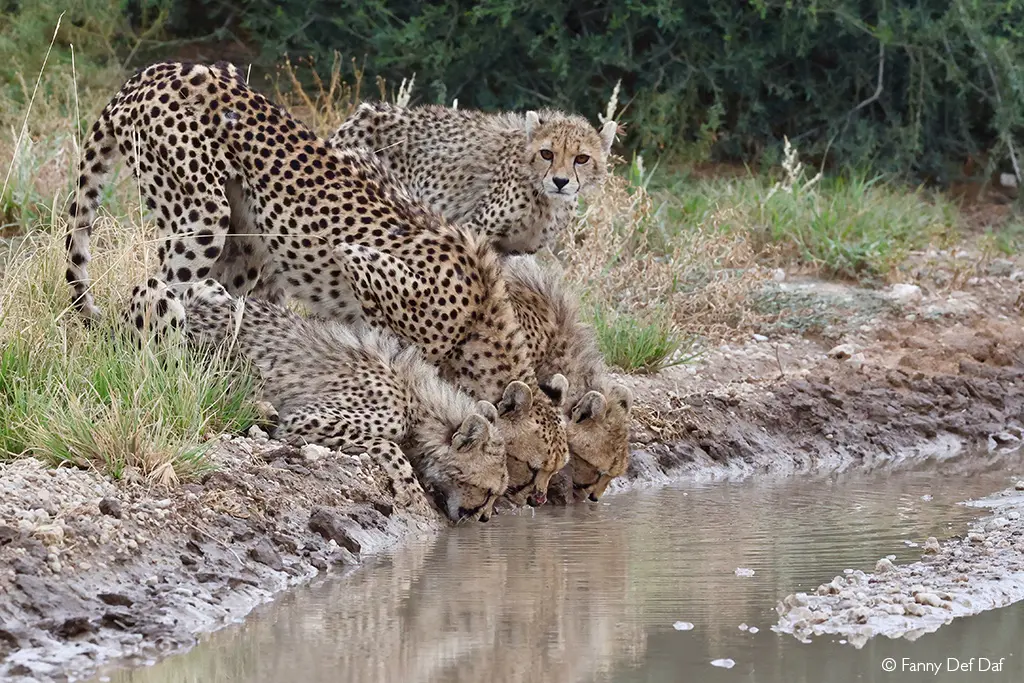 Kalahari cheetahs