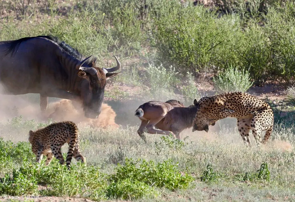 Wildebeest hunt