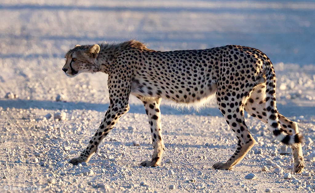 Young cheetah male Kgalagadi