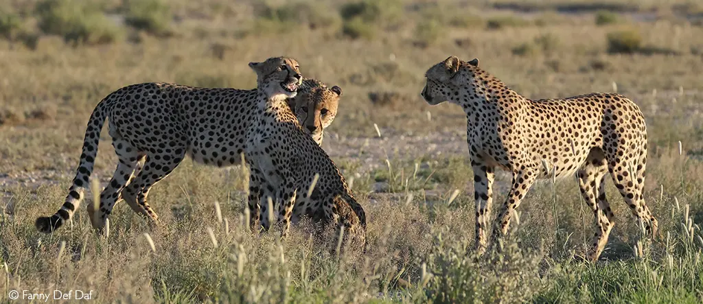cheetahs Kalahari