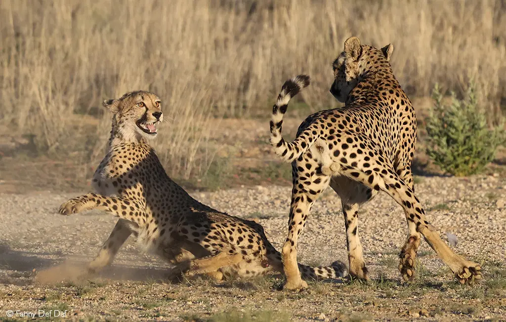 cheetahs Kalahari
