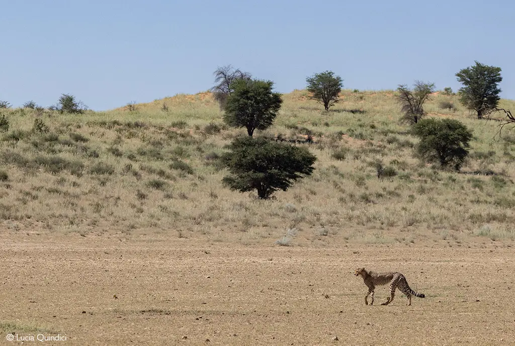 Kgalagadi