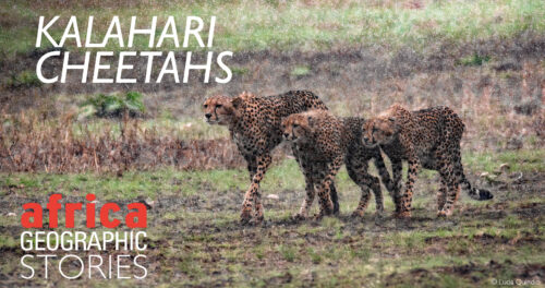 Kalahari cheetahs