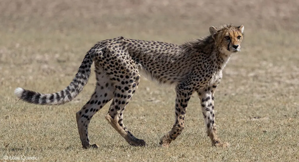 cheetah Kgalagadi