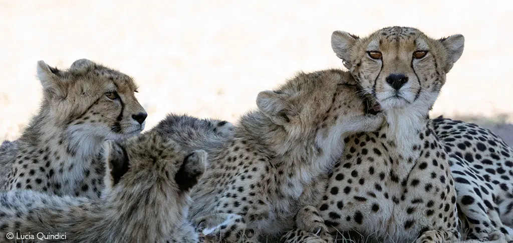 Eli the cheetah