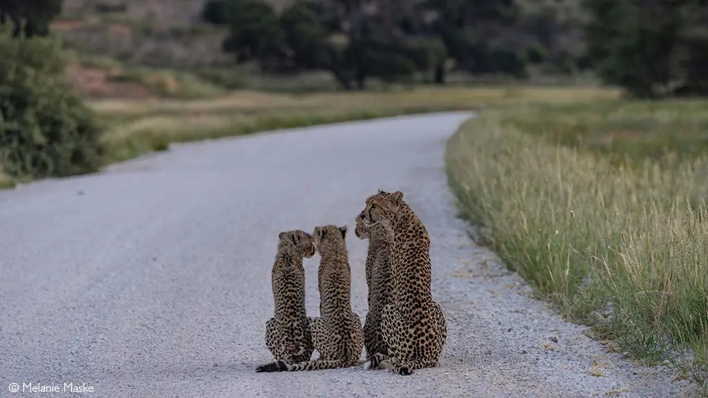 cheetahs Kalahari