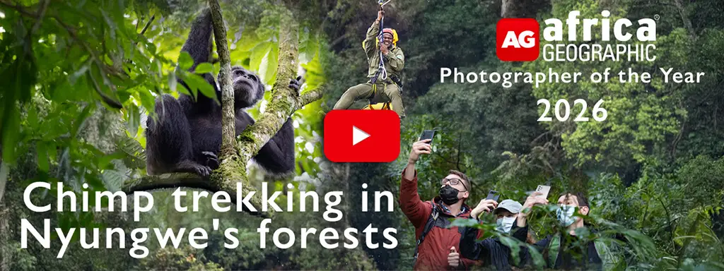 Chimp trekking in Nyungwe's forests