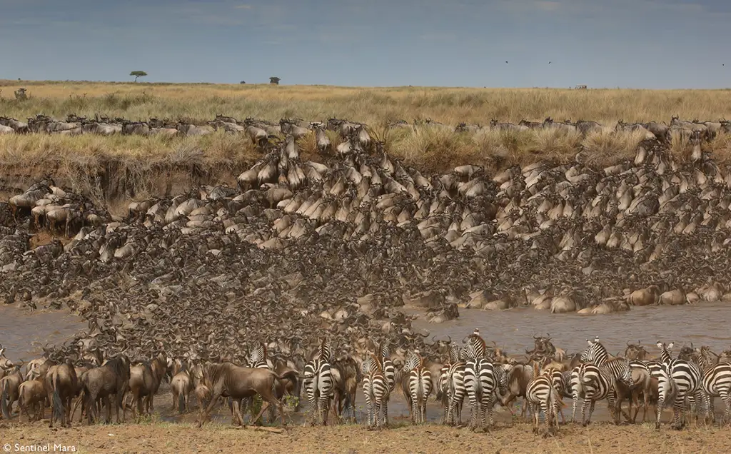 Maasai Mara Explorer - 11 days