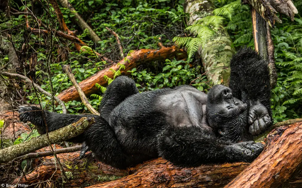 Gorilla trekking in Bwindi, Uganda - 6 days