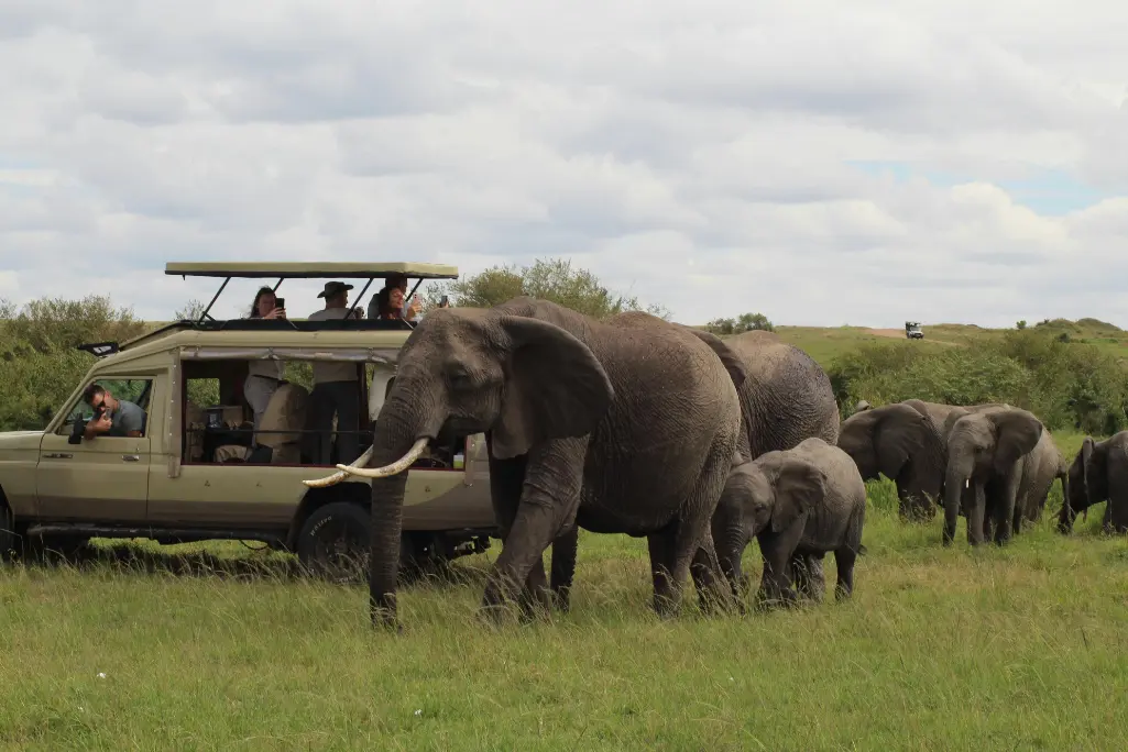 elephant behaviour and guides