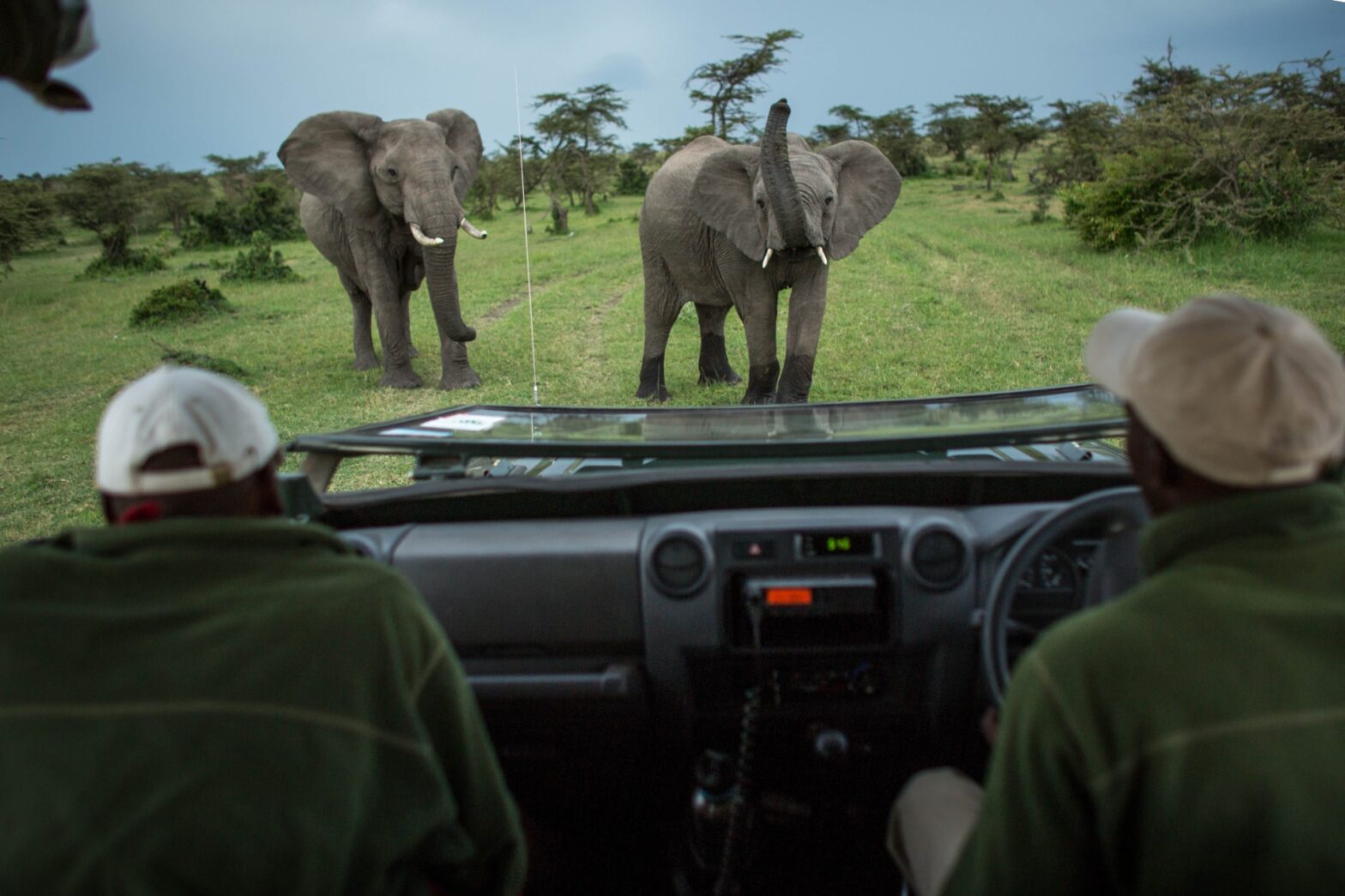 elephant behaviour and guides