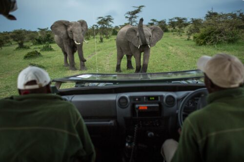 elephant behaviour and guides