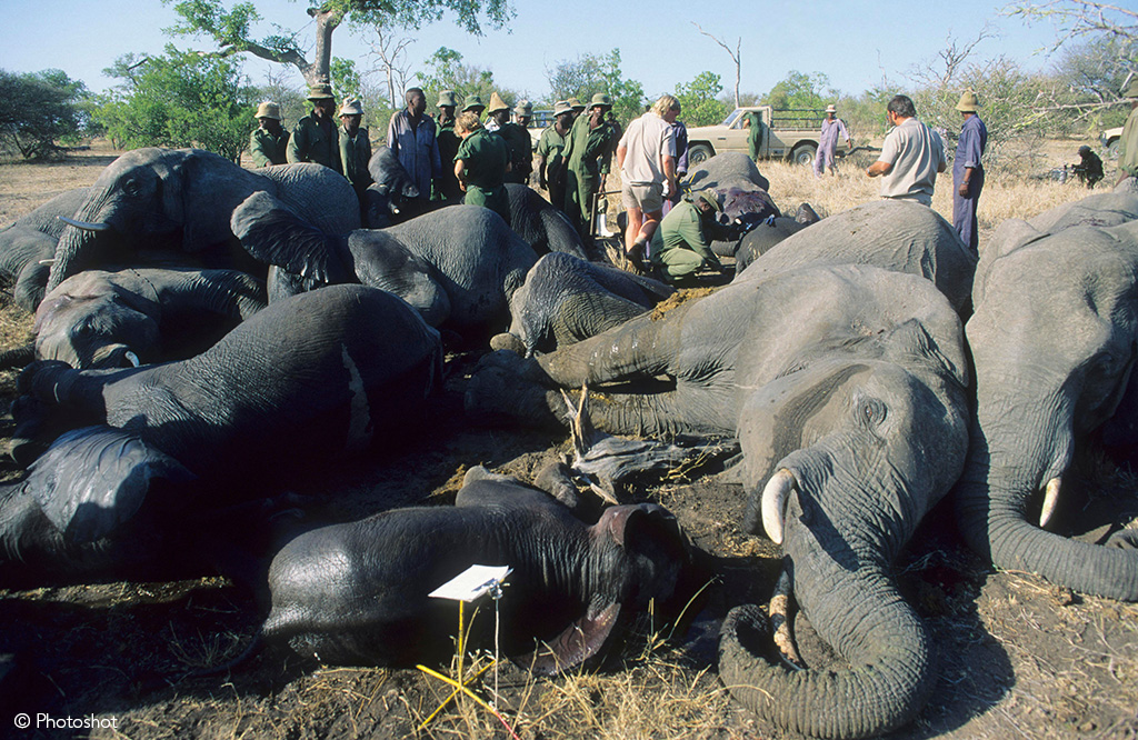 Elephant culling kruger