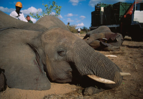 elephants