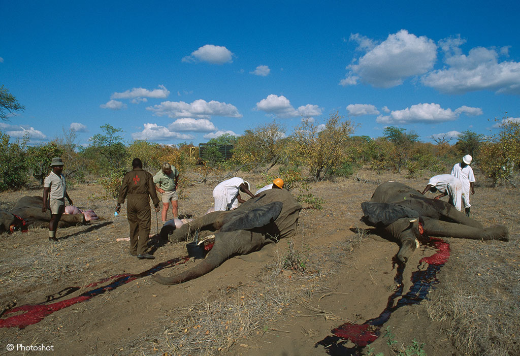 Elephant culling