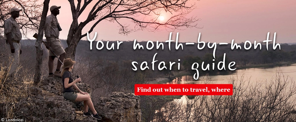 Month-by-month safari guide
