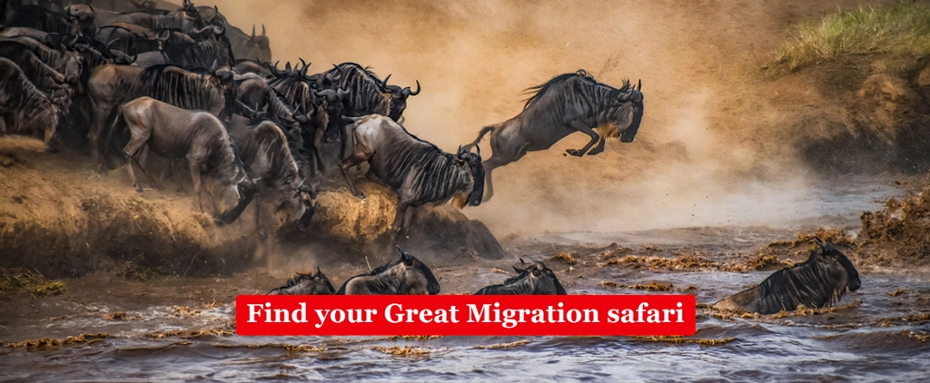 Great Migration safari