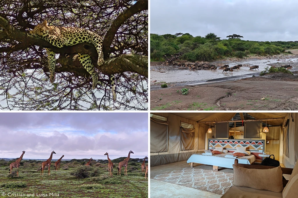 Our safari guests say…