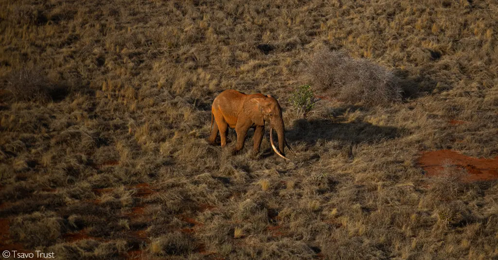 Tsavo Trust, Super tusker, Kenya
