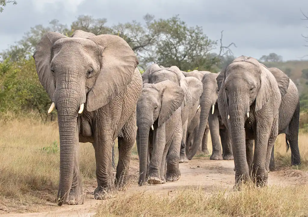 safaris in Africa