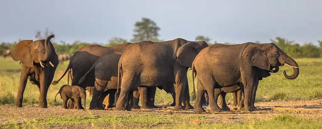 Elephants Kruger