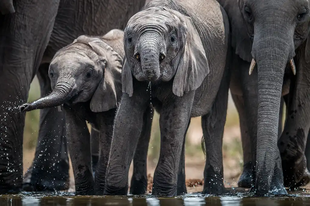 Pachyderms drinking