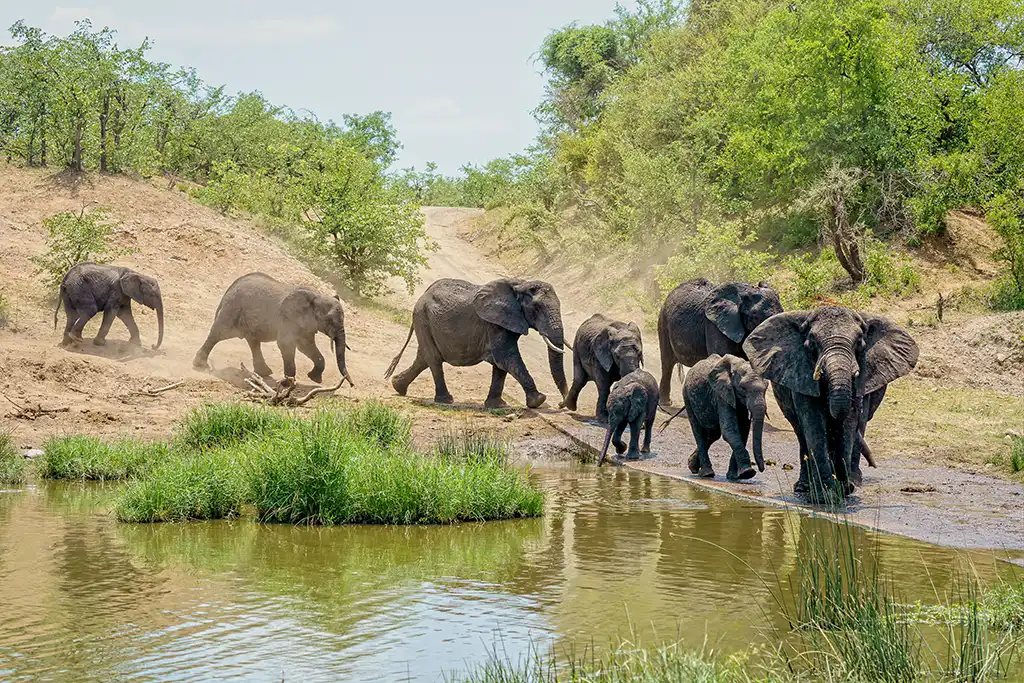 Elephant culling greater kruger