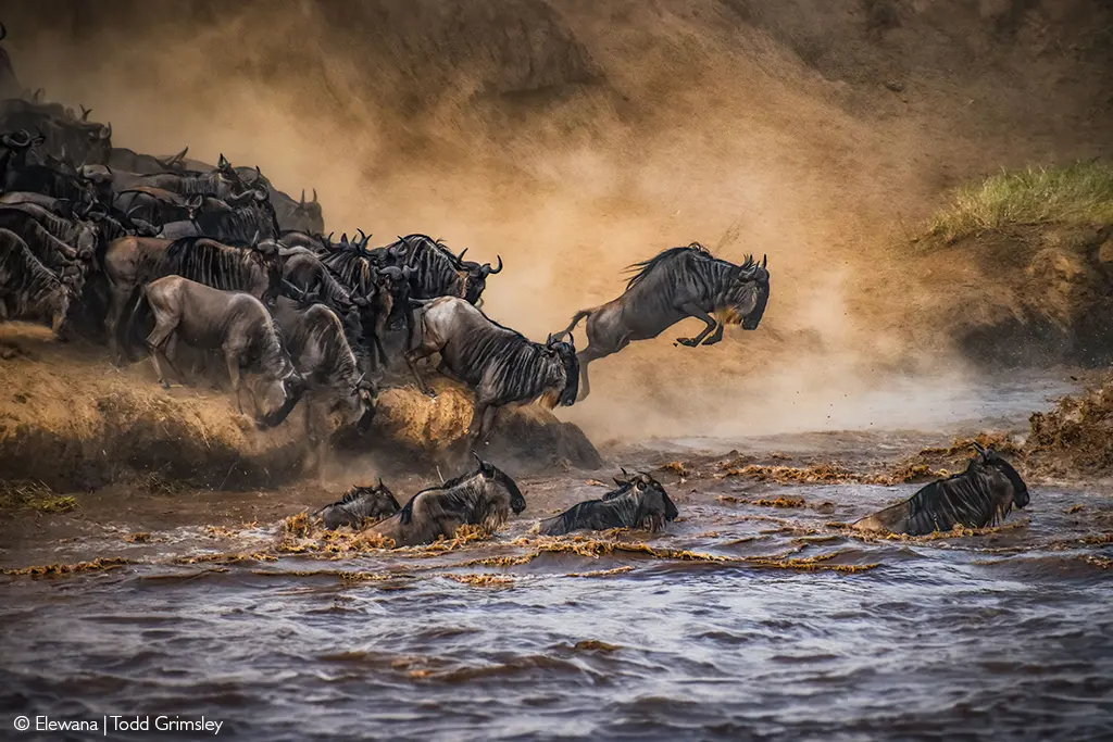 Africa river safaris