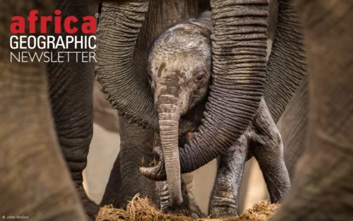 “Circles of protection” – a story of matriarchal and herd protection, of the African elephants’ dignified dedication to protecting their young and their species. Addo Elephant National Park, South Africa.