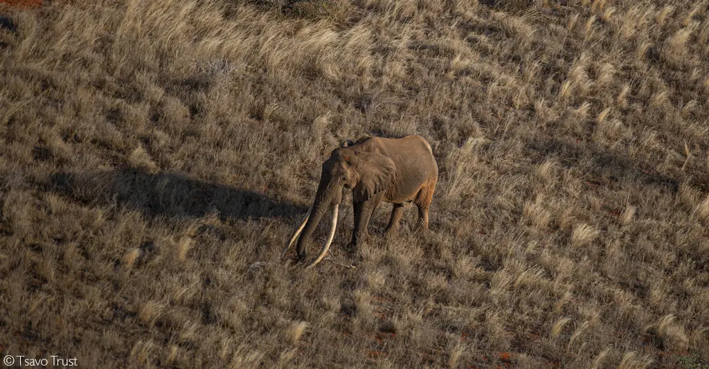 Super Tusker safari, Tsavo, Kenya